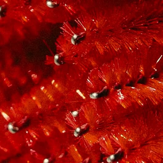 Classic Lash Club (Biweekly) 